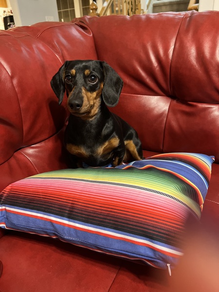 Entry image for Kali. Clicking this image will show a larger photo