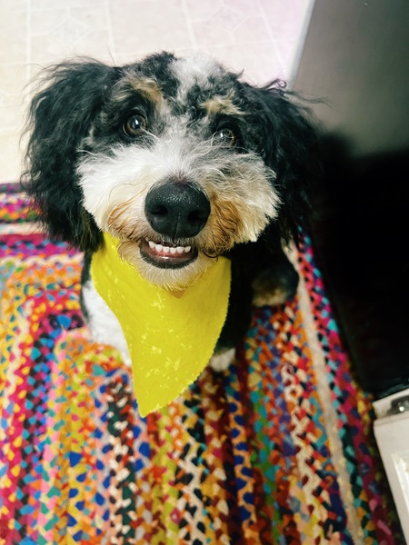 Entry image for Cricket. Clicking this image will show a larger photo