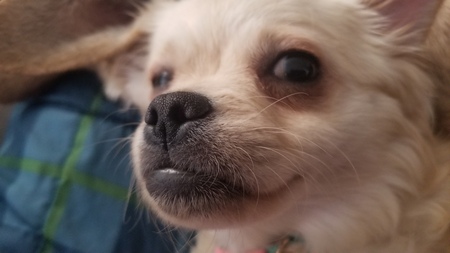 Entry image for Latte. Clicking this image will show a larger photo