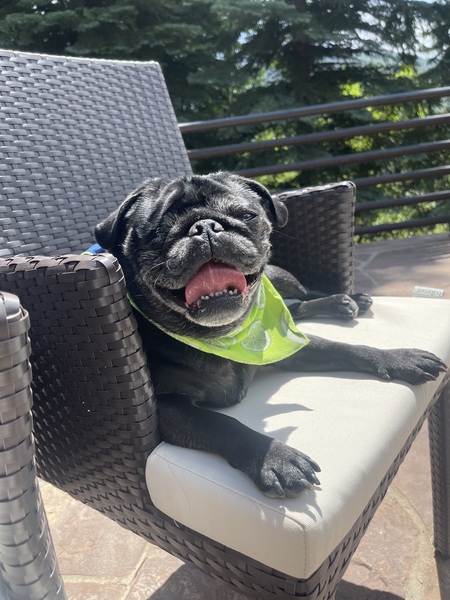 Entry image for Buddha (Booty the Pirate Pug). Clicking this image will show a larger photo