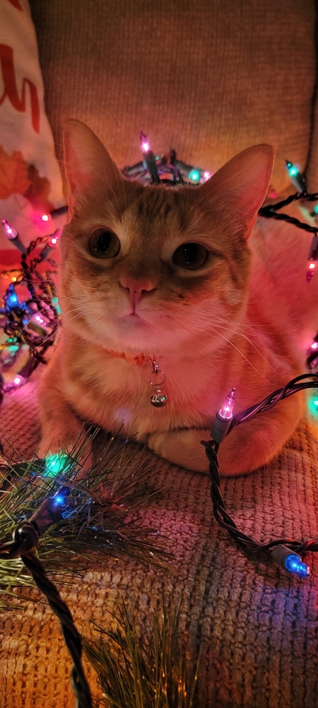 Entry image for Pumpkin. Clicking this image will show a larger photo