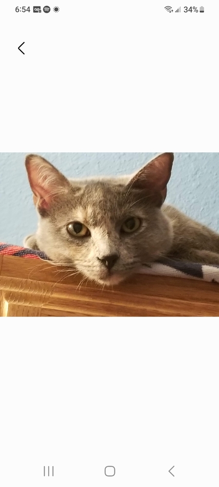 Entry image for Evie. Clicking this image will show a larger photo