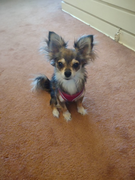 Entry image for Maverick . Clicking this image will show a larger photo