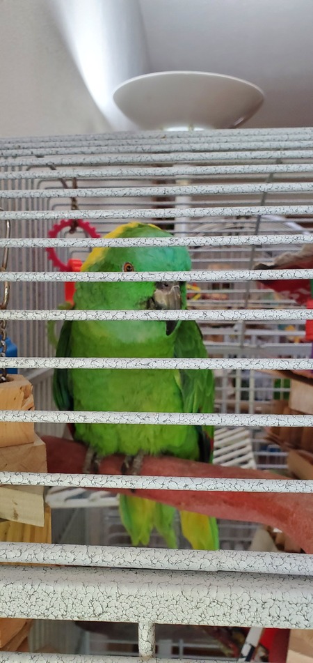 Entry image for Bernardo. Clicking this image will show a larger photo