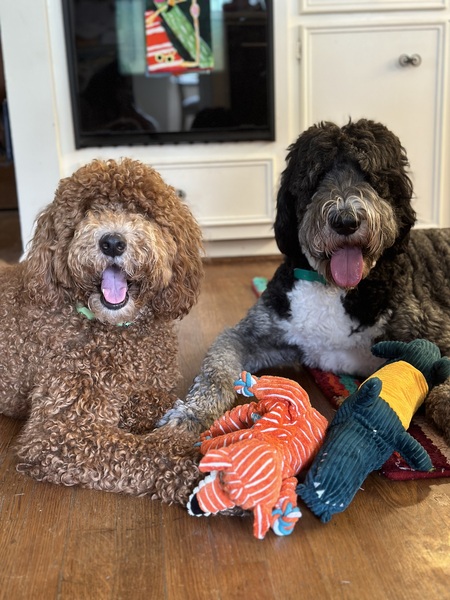 Entry image for Ryder and Bernie. Clicking this image will show a larger photo