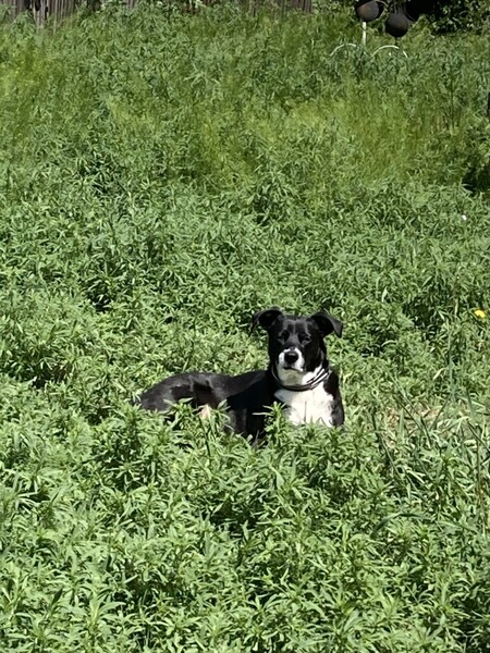 Entry image for Ralph. Clicking this image will show a larger photo