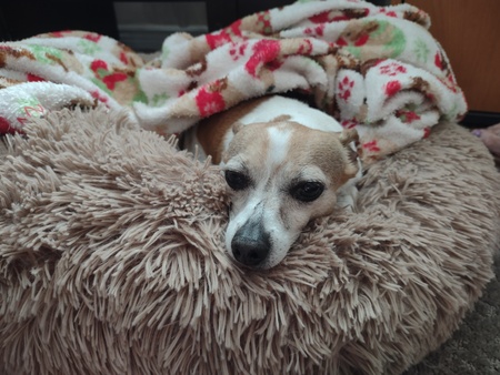 Entry image for Buddy. Clicking this image will show a larger photo