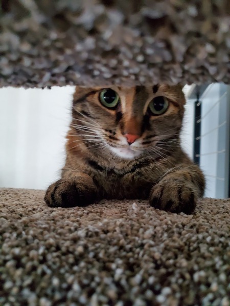 Entry image for Ember. Clicking this image will show a larger photo