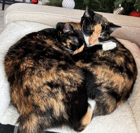 Entry image for Mini Me and Cali. Clicking this image will show a larger photo