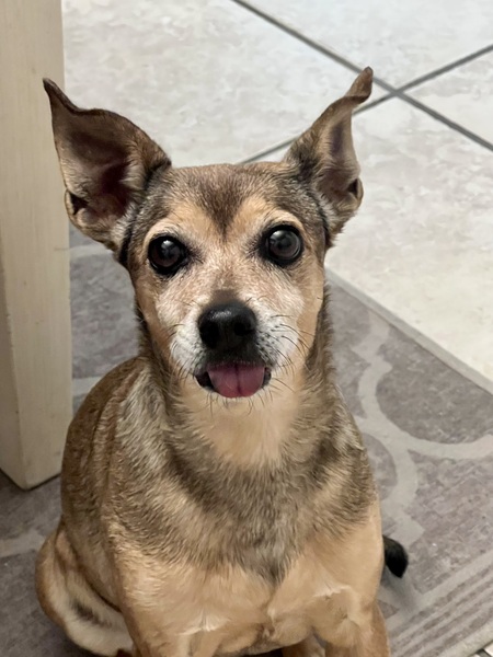 Entry image for Abby . Clicking this image will show a larger photo