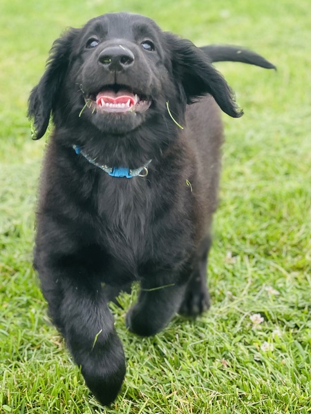 Entry image for Jesse Rose. Clicking this image will show a larger photo