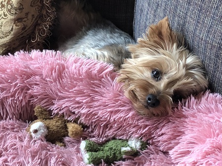 Entry image for Ellie. Clicking this image will show a larger photo