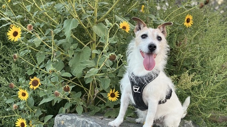 Entry image for Billy. Clicking this image will show a larger photo