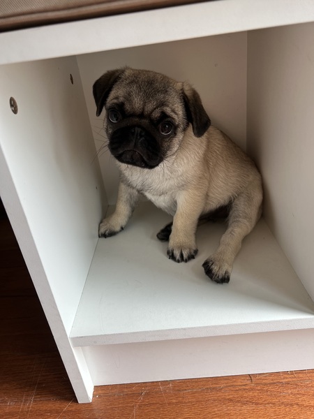 Entry image for Archie . Clicking this image will show a larger photo