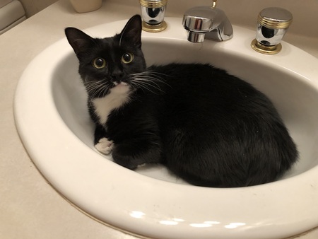 Entry image for Sailor. Clicking this image will show a larger photo