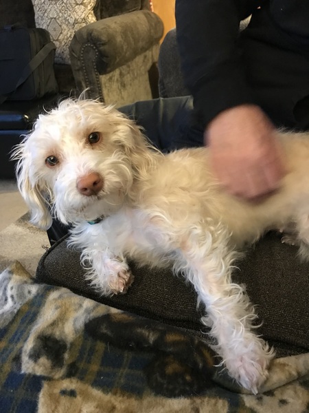 Entry image for Bella. Clicking this image will show a larger photo