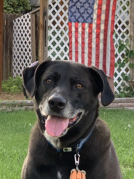 Entry image for Trooper. Clicking this image will show a larger photo