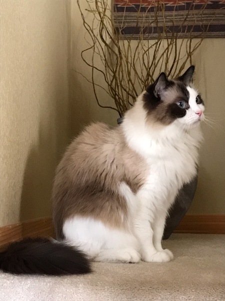 Entry image for Bailey. Clicking this image will show a larger photo