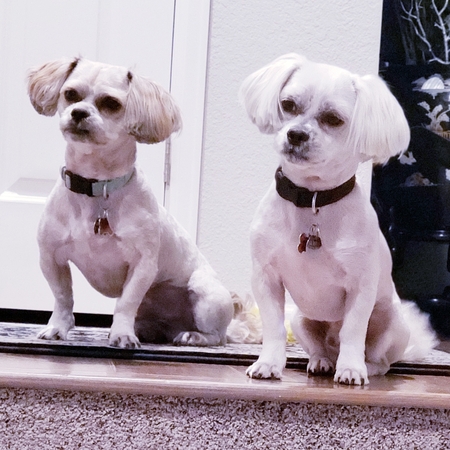 Entry image for Chance and Cooper Holmes. Clicking this image will show a larger photo