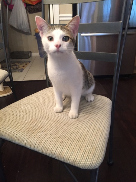 Entry image for Feller. Clicking this image will show a larger photo