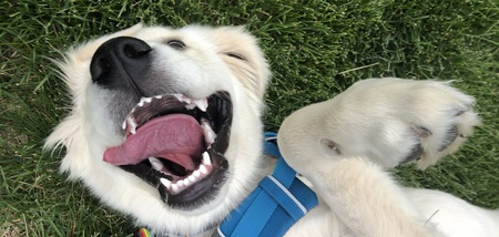 Entry image for Charlie. Clicking this image will show a larger photo