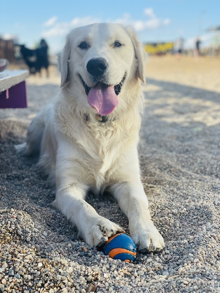 Entry image for Charlie. Clicking this image will show a larger photo