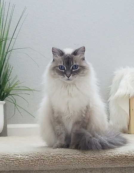 Entry image for Pippin. Clicking this image will show a larger photo