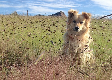 Entry image for Foxie. Clicking this image will show a larger photo