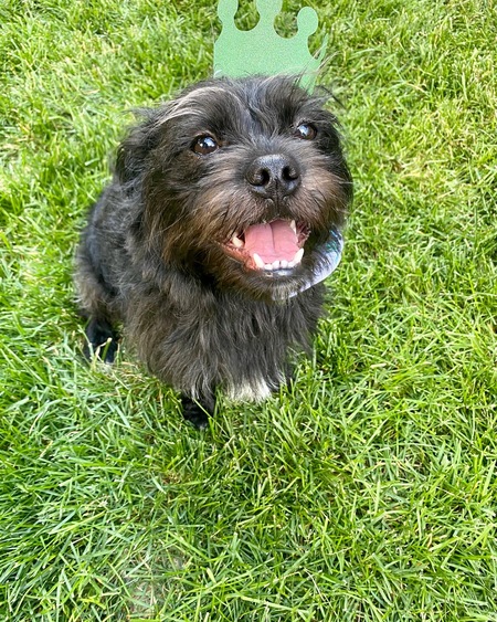 Entry image for Jameson/ Jamo. Clicking this image will show a larger photo