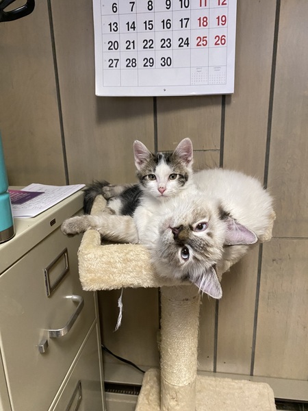 Entry image for Romeo and qaly. Clicking this image will show a larger photo