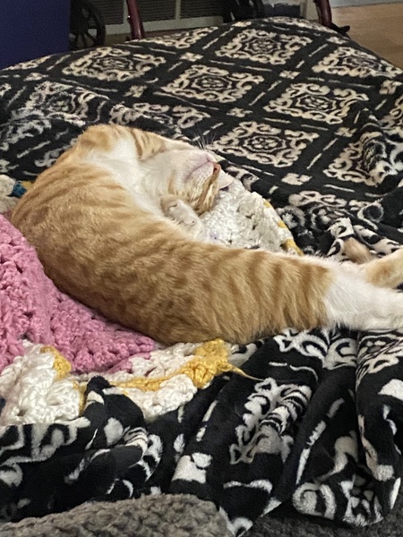 Entry image for Milky Luciano. Clicking this image will show a larger photo