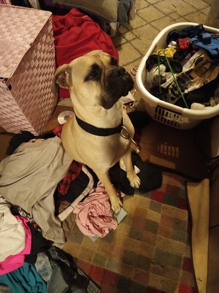 Entry image for Olive. Clicking this image will show a larger photo