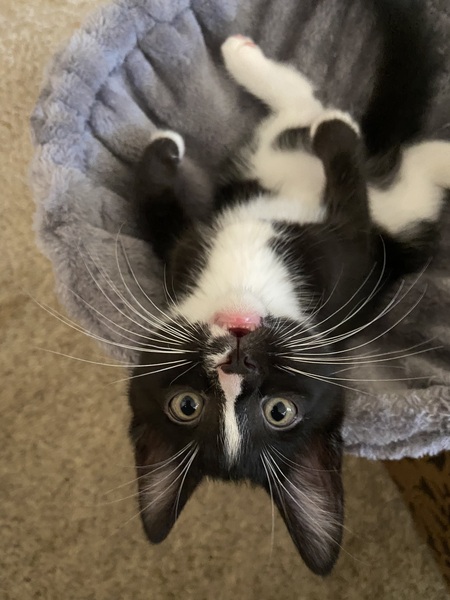 Entry image for Felix. Clicking this image will show a larger photo