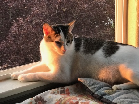 Entry image for Ava. Clicking this image will show a larger photo