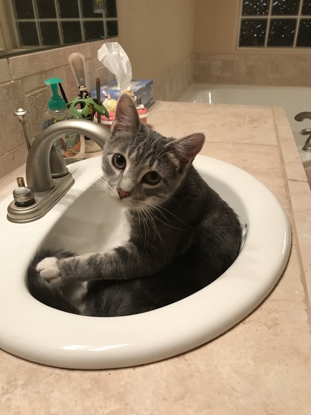 Entry image for Mr Peepers (Peeps). Clicking this image will show a larger photo