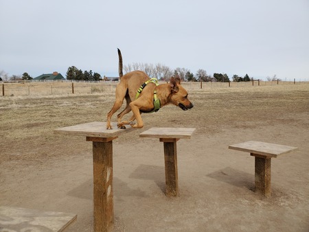 Entry image for Thor. Clicking this image will show a larger photo