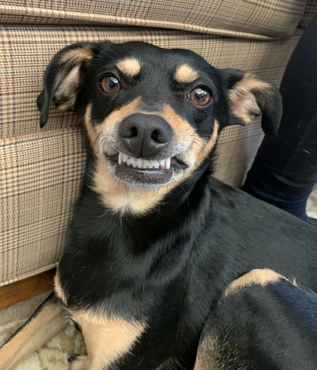 Entry image for Chloe. Clicking this image will show a larger photo