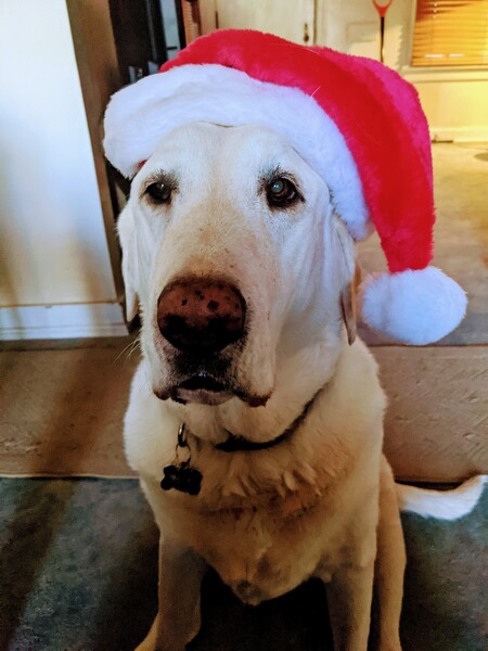 Entry image for Dobby. Clicking this image will show a larger photo