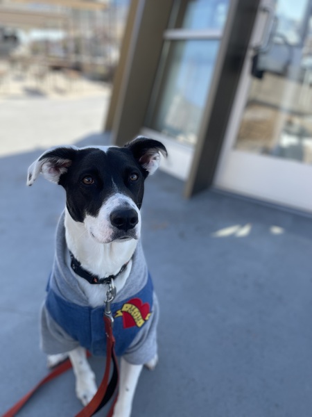 Entry image for Goggles. Clicking this image will show a larger photo