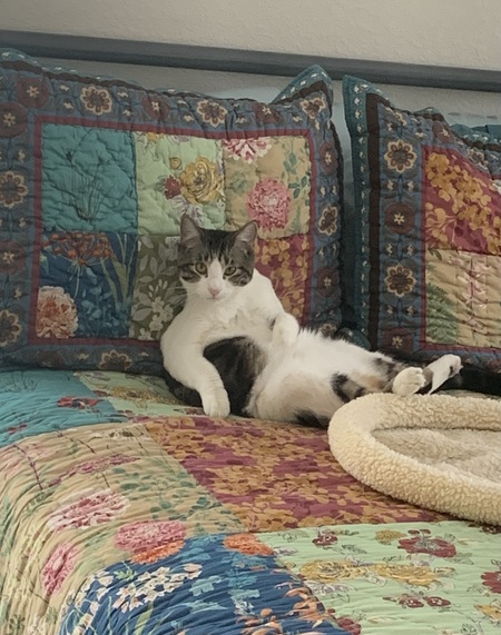 Entry image for Vinny. Clicking this image will show a larger photo