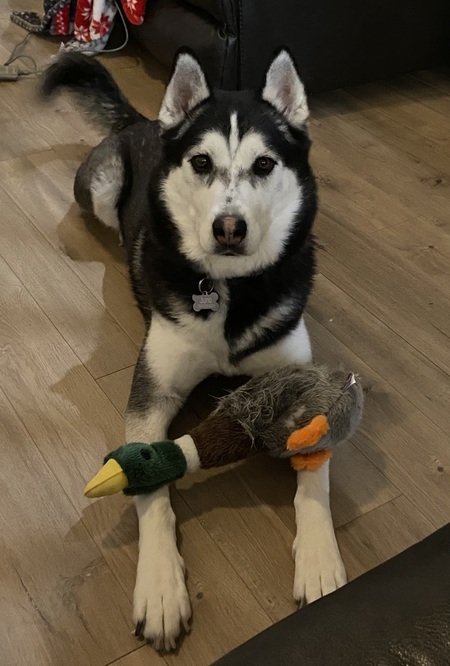 Entry image for Juno. Clicking this image will show a larger photo