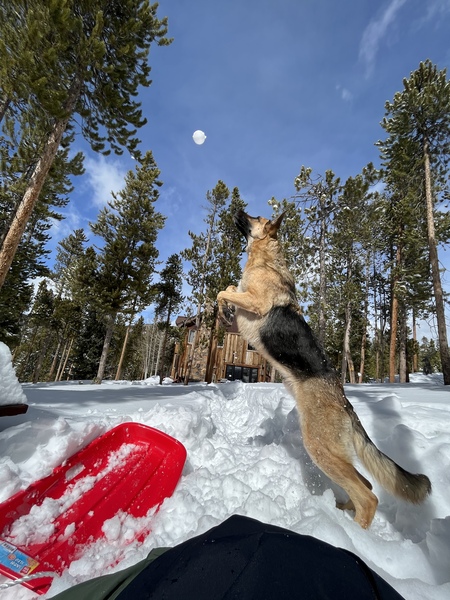 Entry image for Rex. Clicking this image will show a larger photo