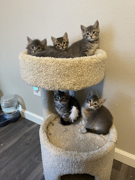 Entry image for Rosie, Kiko, Kala, Aurora and Mia. Clicking this image will show a larger photo