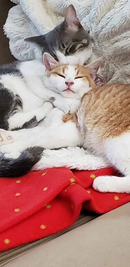 Entry image for Kris Kringle & St Nick. Clicking this image will show a larger photo