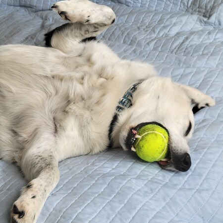 Entry image for Koda. Clicking this image will show a larger photo