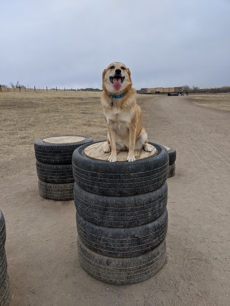 Entry image for Tora. Clicking this image will show a larger photo