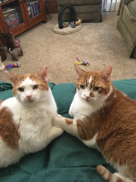 Entry image for Flecks and Keto. Clicking this image will show a larger photo