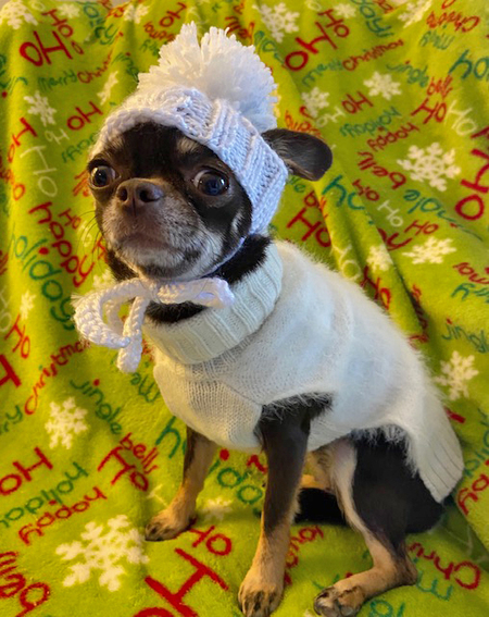 Entry image for Pepper. Clicking this image will show a larger photo