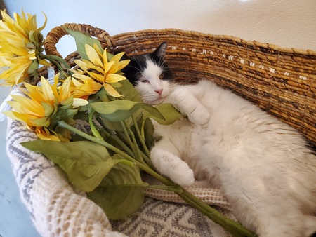 Entry image for Nino. Clicking this image will show a larger photo