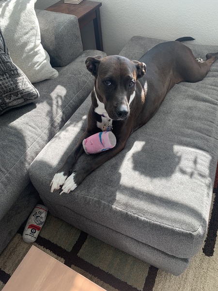 Entry image for Gigi. Clicking this image will show a larger photo